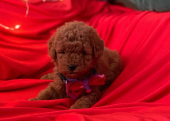 Safkan Toy Poodle Bebekler